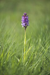 Spotted Orchid or Heath Spotted Orchid (Dactylorhiza maculata), Emsland, Lower Saxony, Germany,...