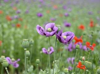 Red and violet poppy field in summer, colorful background. Poppies.