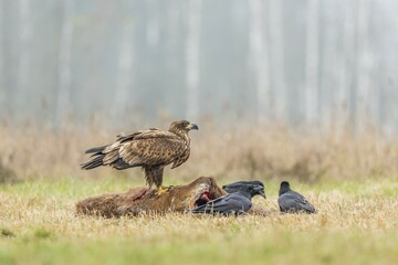 Young Eagle (Haliaeetus albicilla), with ravens (Corvus corax) on dead deer sitting, Masuria, Poland, Europe