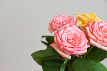 ピンクと黄色のばら