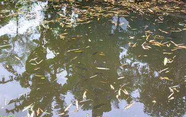 Scattered Dry Leaves on a Small Rural Lake Filled with Fish - Nature’s Contrast