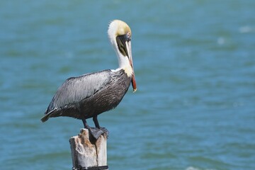 Brown Pelican (Pelecanus occidentalis) sits on post by the sea, Cayo Santa Maria, Cuba, Central America