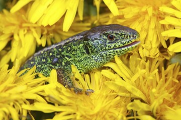Sand Lizard (Lacerta agilis), male looks out of Dandelion (Taraxacum officinale), Mecklenburg-Western Pomerania, Germany, Europe