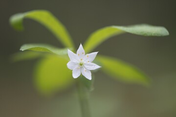 Fototapeta premium Arctic starflower (Trientalis europaea), Emsland, Lower Saxony, Germany, Europe