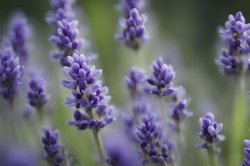 Obraz premium Detailed macro of a lavender flower (Lavandula angustifolia), showing the tiny purple buds and soft, velvety texture of the petals, AI generated