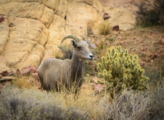 Desert bighorn sheep (Ovis canadensis nelsoni), adult stands next to Teddy-bear cholla (Opuntia bigelovii), adult, Rainbow Vista, Mojave Desert, Valley of Fire State Park, Nevada, USA, North America