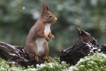 Eurasian red squirrel (Sciurus vulgaris) in winter, Emsland, Lower Saxony, Germany, Europe