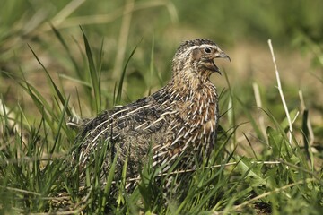 Common quail (Coturnix coturnix) Cock performs courtship display and calls in field, Lower Austria, Austria, Europe
