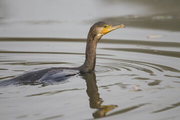 Great Cormorant (Phalacrocorax carbo), swimming, Germany, Europe