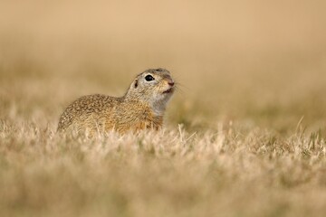 Suslik (Spermophilus citellus) looks attentively, Burgenland, Austria, Europe