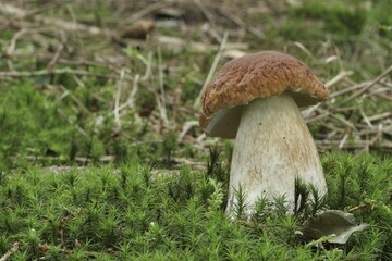 Porcini mushroom (Boletus edulis) in forest moss