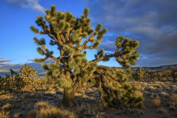 Joshua Trees (Yucca brevifolia) in Evening Light, Mojave Desert, Desert Landscape, Mojave National...