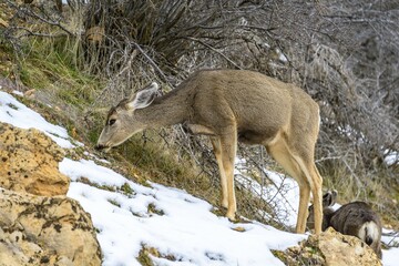 Mule deer (Odocoileus hemionus) grazing in snow, winter, Bright Angel Trail, South Rim, Grand Canyon National Park, Arizona, USA, North America