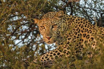 Leopard (Panthera pardus) in tree, Mashatu Game Reserve, Tuli Block, Botswana, Africa
