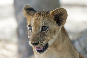 Lion (Panthera leo), young, 3 months, captive