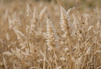 Fototapeta premium A close-up of dried sedge with a peach fuzz color, against a beige and abstract background