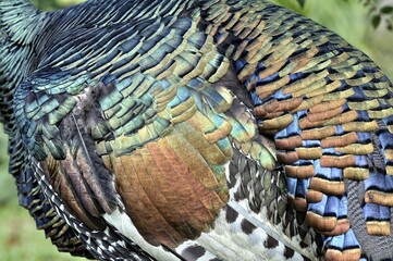 Ocellated turkey (meleagris ocellata), colored feathers, Orange Walk District, Belize, Central America