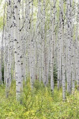 Aspen (Populus tremula), forest, Jasper National Park, UNESCO World Heritage Site, Alberta Province, Canada, North America
