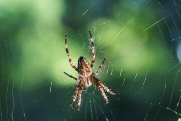 European garden spider (Araneus diadematus) in web, Bavaria, Germany, Europe