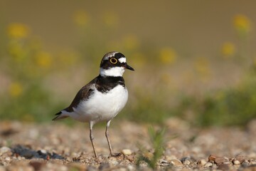 Little ringed plover (Charadrius dubius) on a gravel bank, Middle Elbe Biosphere Reserve, Saxony-Anhalt, Germany, Europe