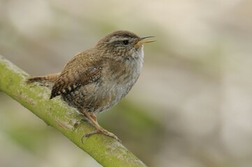 Wren (Troglodytes troglodytes)