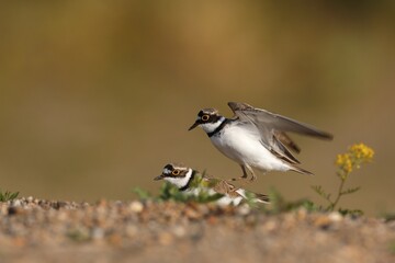 Fototapeta premium Little ringed plovers (Charadrius dubius), mating animal couple, Middle Elbe Biosphere Reserve, Dessau-Roßlau, Saxony-Anhalt, Germany, Europe