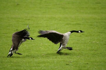 Landing of two canada geese branta canadensis