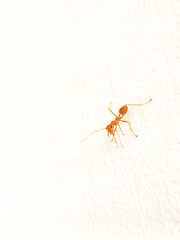 A minimalist photograph of red ants on a white wall makes the picture look artistic. It's unique.