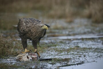 White-tailed Eagle or Sea Eagle (Haliaeetus albicilla), feeding on a fish