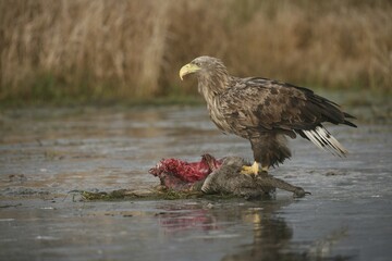 White-tailed Eagle or Sea Eagle (Haliaeetus albicilla) perched on an icy surface, feeding on deer carcass