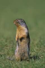 Columbian Ground Squirrel (Spermophilus columbianus), Canada, North America