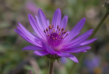 Obraz premium A close-up photo of a purple flower with a blurred background of greenery in Logan, Utah