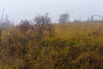 Wet autumn orange grass. Rosehip bush with red berries. Bushes and foggy sky in the background