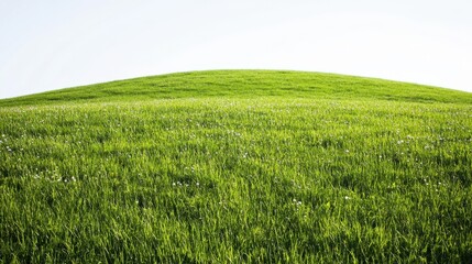 A gentle green hill with wildflowers under a clear blue sky, representing the tranquility of nature and simplicity