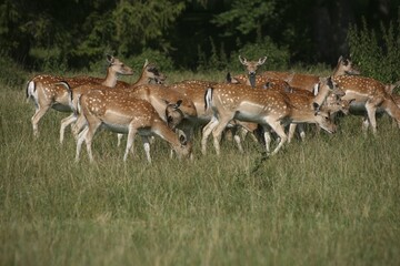 Fallow Deer (Dama dama), herd of does in summer