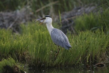 Grey Heron (Ardea cinerea) adult bird swallowing a fish