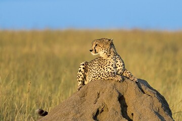 Cheetah (Acinonyx jubatus) lying on a rock in morning sun, Masai Mara, Kenya, Africa