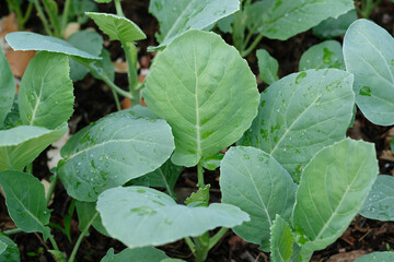 Obraz premium Organic Kale. Vegetable plot in the house. Organic vegetable plot garden of Vegetable plot in the house.