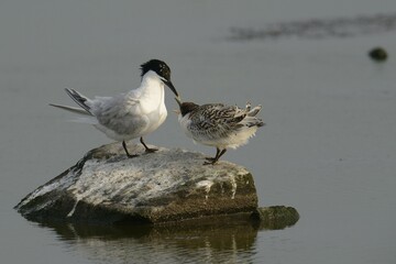 Sandwich Tern (Sterna sandvicensis) with chick, Texel, The Netherlands, Europe