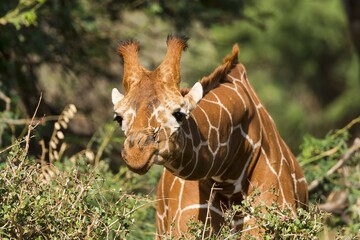 Reticulated giraffe or Somali giraffe (Giraffa reticulata camelopardalis) eating, Samburu National Reserve, Kenya, Africa © Erich Schmidt/imageBROKER