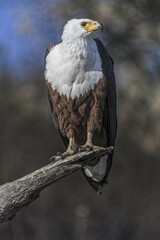African fish eagle (Haliaeetus vocifer), Chobe National Park, Botswana, Africa
