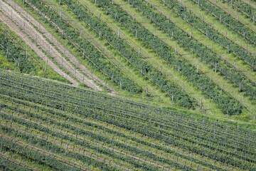 Vineyards, Emilia-Romagna, Italy, Europe