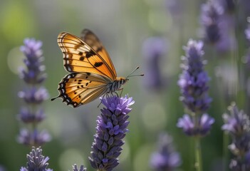 Obraz premium A butterfly resting on a lavender flower with a blurred background of more flowers and trees