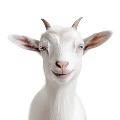 Obraz premium Happy Goat Portrait with White Background
