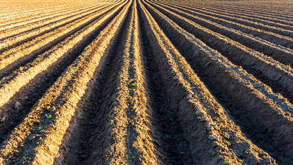 Rows of furrows on Agricultural landscape near a farm, a plowed field in the countryside. The...