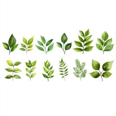 Obraz premium Watercolor tropical leaves and foliage, horizontal banner with a white background