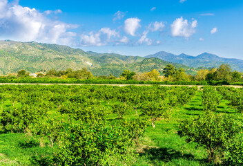Naklejka premium view at beautiful fruit trees in garden valley with green gardens and mountains with blue sky on background of landscape