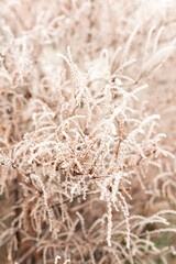 Close-up of a frozen branch with buds. A frozen tree in the park. Nature Photos