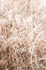 Close-up of a frozen branch with buds. A frozen tree in the park. Nature Photos