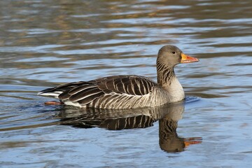 Fototapeta premium Greylag Goose (Anser anser), Switzerland, Europe